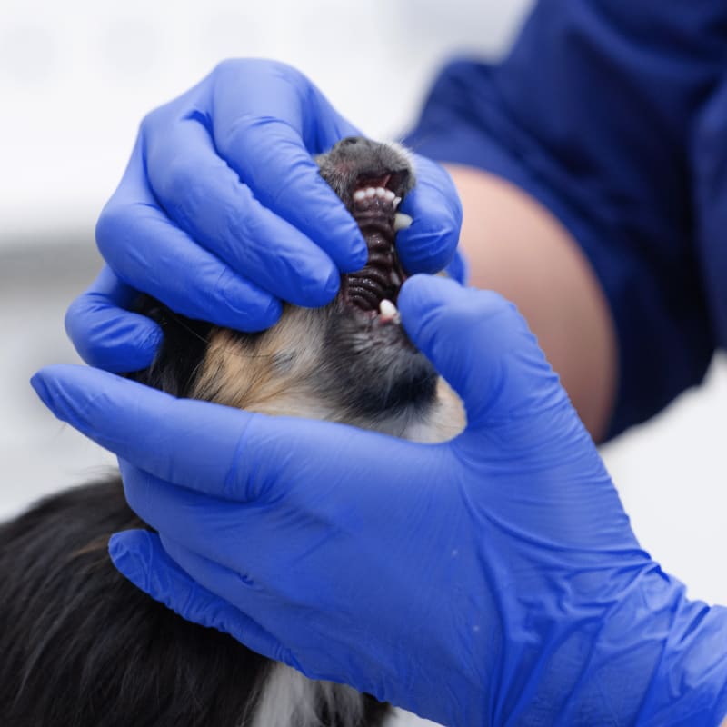 Dog on a veterinary dental exam at Jackson Animal Clinic in Jackson