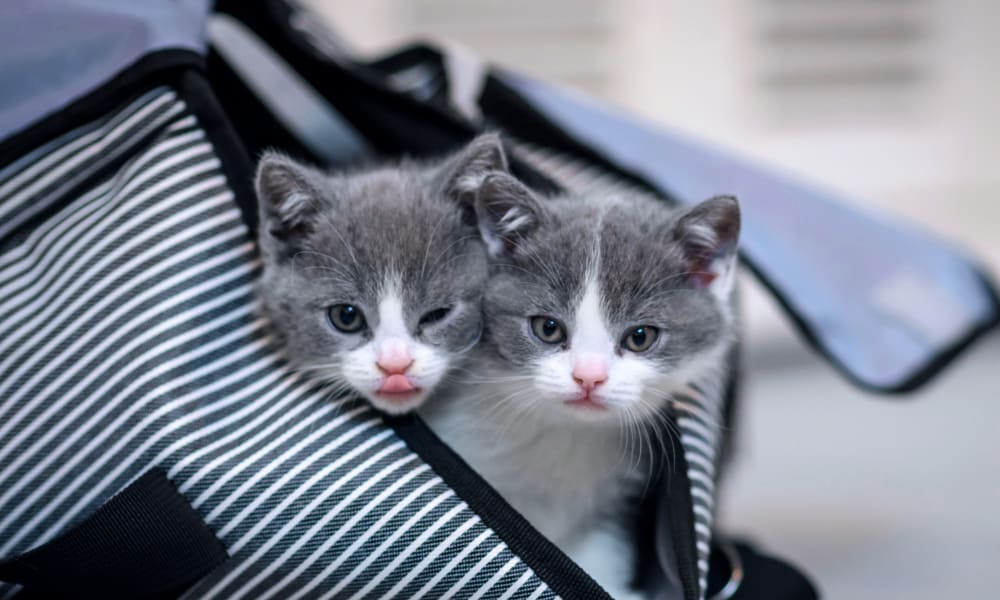 Quality, Integrity, & Compassion