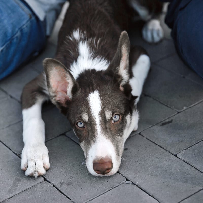 Laser Therapy for dogs in Jackson, Pet Laser Therapy