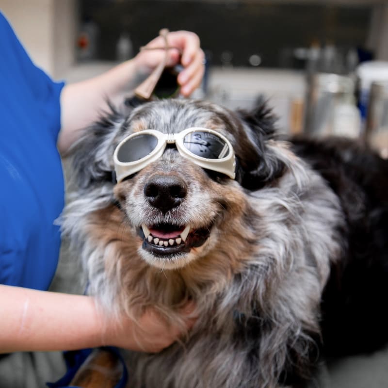 Cold Laser Therapy, Jackson Veterinarians