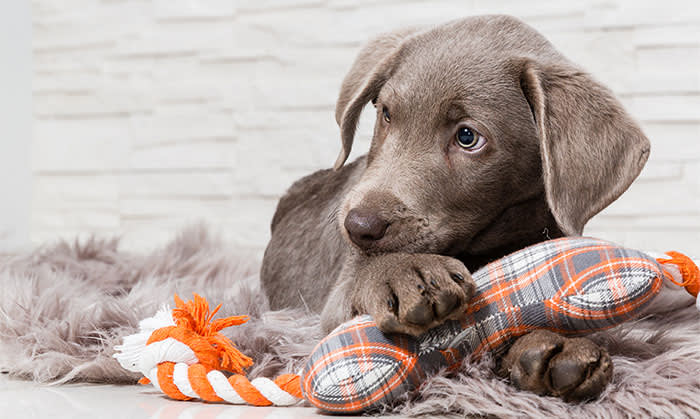 Puppies, Jackson Animal Clinic