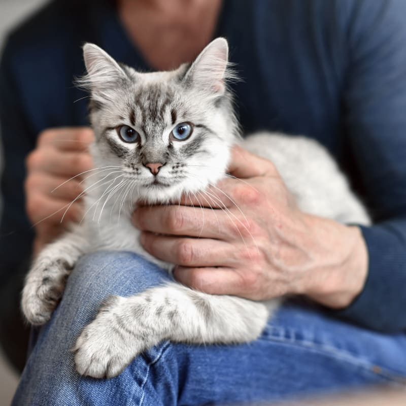 A cat is preparing for a vet surgery at our vet clinic in Jackson